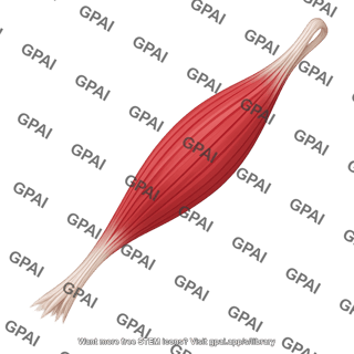 Biceps brachii extended