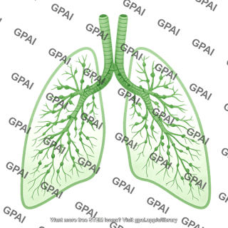 Lymphatic system lungs 610