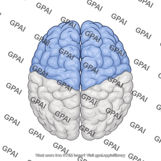 Brain superior view frontal lobe