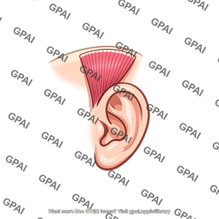 Superior auricular muscle