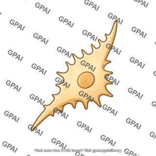Centroacinar cell 382