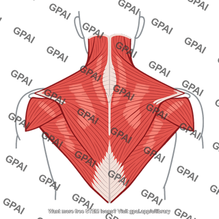 Trapezius muscle