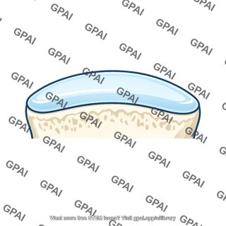 Articular hyaline cartilage