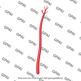 Supratrochlear artery