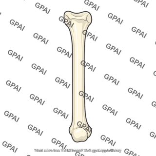 Metacarpal iii