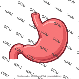 Human stomach