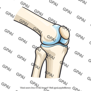 Knee joint flexed