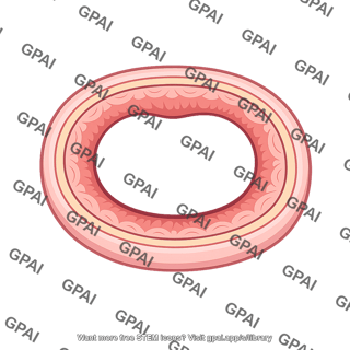 Bowel lumen