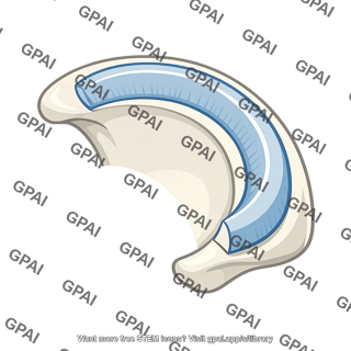 Acetabular labrum