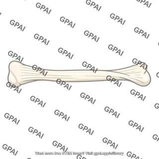 Long bone