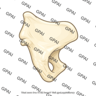 Bone fragment