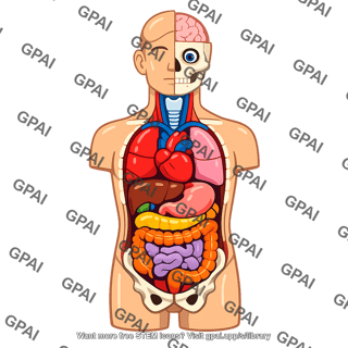 Plastic anatomical model