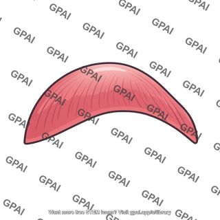 Left diaphragmatic dome