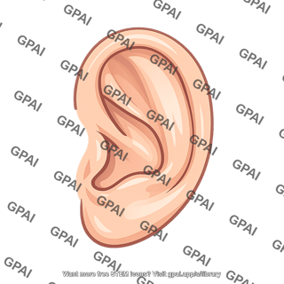 Human ear