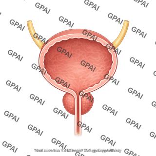 Bladder male full no urine