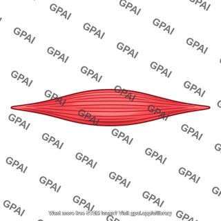 Longitudinal muscle bundle