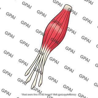 Flexor digitorum profundus muscle