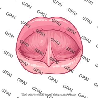 Labial frenulum