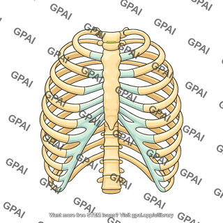Rib cage
