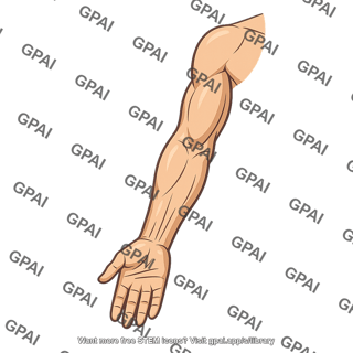 Surface anatomy upper limb
