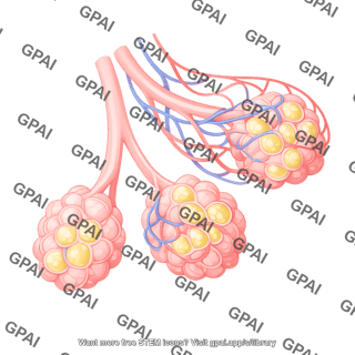 Alveoli mucous
