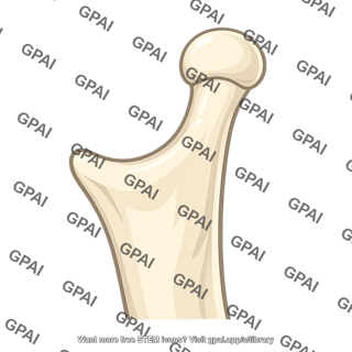 Condylar process of mandible