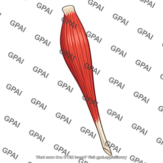Biceps femoris long head