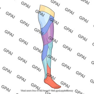 Lower limb dermatomes posterior leg