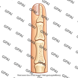 Medial half of middle finger