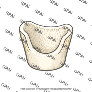 Bony socket