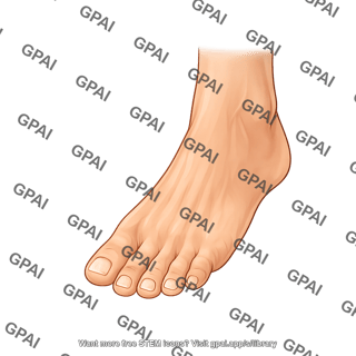 Foot