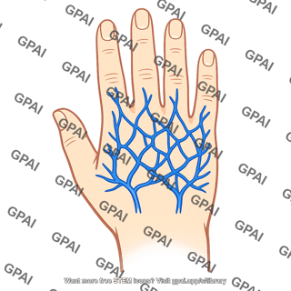 Dorsal venous network of hand