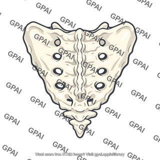Sacrum posterior