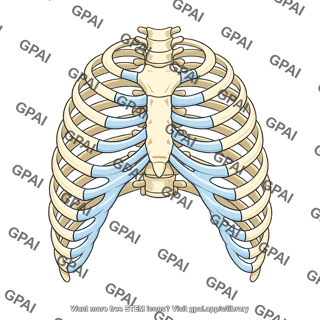 Thoracic cage