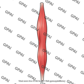 Longitudinal pharyngeal muscle
