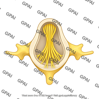 Cauda equina  cross section l5 superior