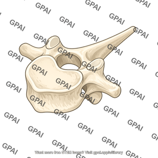 Thoracic vertebra