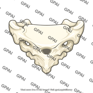 Human pelvis
