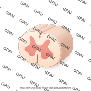 Spinal cord cross section three quarter