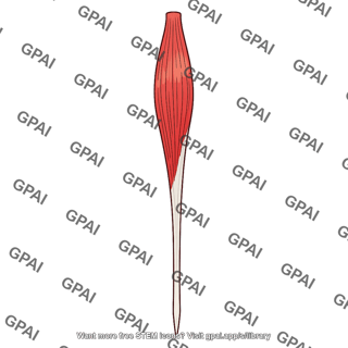 Extensor hallucis longus muscle