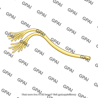 Accessory nerve rootlets