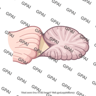 Raw meat slice
