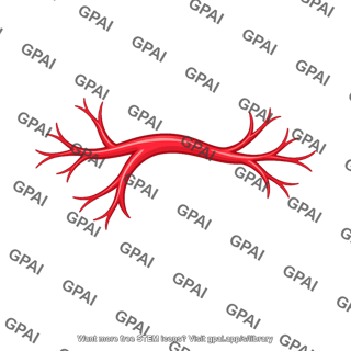 Branching artery