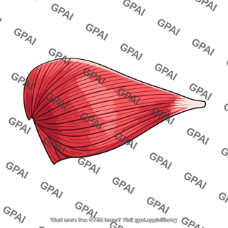 Pectoralis major