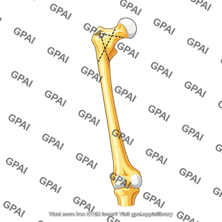 Femur anterior with neck angle