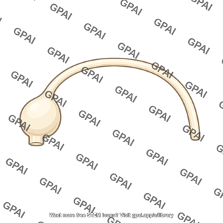 Ampulla