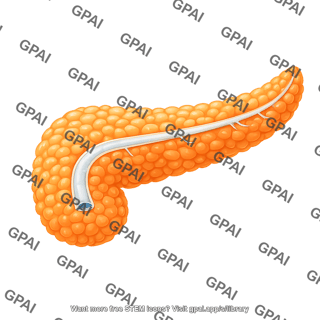 Pancreas human with duct