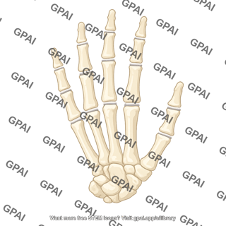 Hand bones
