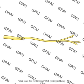 Radial nerve superficial branch