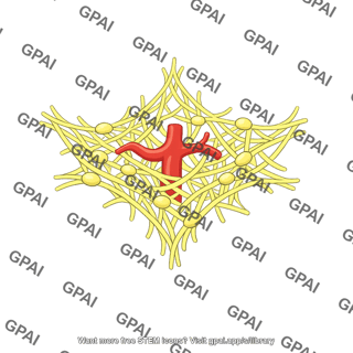 Celiac plexus